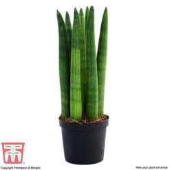 Sansevieria Cylindrica 'Straight' -Garden Plants Shop SANS KB1128 D