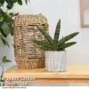 Sansevieria Boncellensis 2 Sansevieria Boncellensis -Garden Plants Shop SANS BONCELLEN T47195