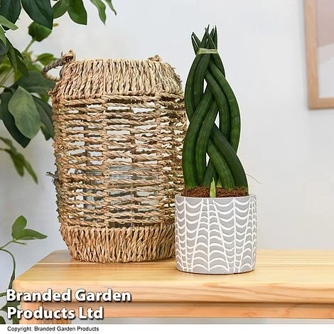 Sansevieria Cylindrica 'Braided' 3 Sansevieria Cylindrica 'Braided'