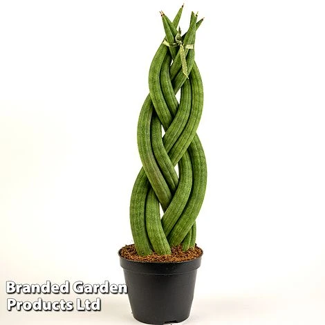 Sansevieria Cylindrica 'Braided' 4 Sansevieria Cylindrica 'Braided' - Image 2