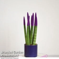 Sansevieria Cylindrica 'Straight' Carnival Colour -Garden Plants Shop SANS COLCARNIV T38942