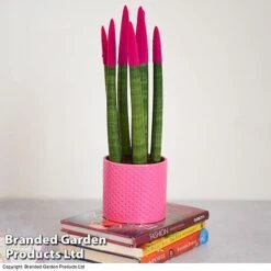 Sansevieria Cylindrica 'Straight' Carnival Colour -Garden Plants Shop SANS COLCARNIV T38943