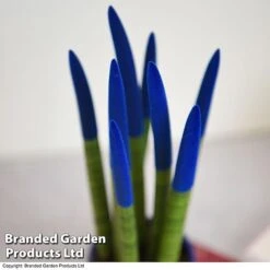 Sansevieria Cylindrica 'Straight' Carnival Colour -Garden Plants Shop SANS COLCARNIV T38945