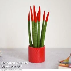 Sansevieria Cylindrica 'Straight' Carnival Colour -Garden Plants Shop SANS COLCARNIV T38947