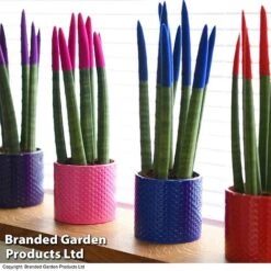 Sansevieria Cylindrica 'Straight' Carnival Colour -Garden Plants Shop SANS COLCARNIV T38949