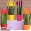 Sansevieria Cylindrica 'Straight' Carnival Colour -Garden Plants Shop SANS CYLINDRIC W36998