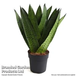 Sansevieria Zeylanica 10 Sansevieria Zeylanica -Garden Plants Shop SANS ZEYLA12CM T48483