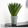 Sansevieria Zeylanica -Garden Plants Shop SANS ZEYLANICA T48484
