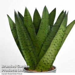 Sansevieria Zeylanica 9 Sansevieria Zeylanica -Garden Plants Shop SANS ZEYLANICA T48486