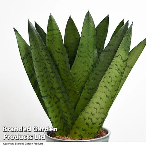 Sansevieria Zeylanica 4 Sansevieria Zeylanica - Image 2