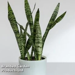 Sansevieria Zeylanica 11 Sansevieria Zeylanica -Garden Plants Shop SANS ZEYLANICA W45795