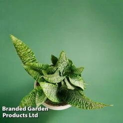Sansevieria Zeylanica 13 Sansevieria Zeylanica -Garden Plants Shop SANS ZEYLANICA WKB9078