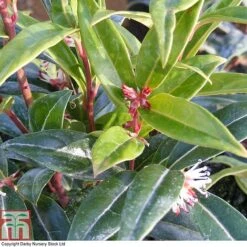 Sarcococca Hookeriana 'Winter Gem' -Garden Plants Shop SARC T80332 A