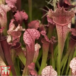 Sarracenia Leucophylla -Garden Plants Shop SARR TKA2938 A
