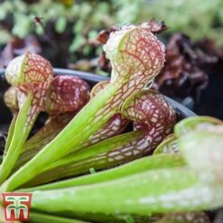 Sarracenia Leucophylla -Garden Plants Shop SARR TKA2938 B