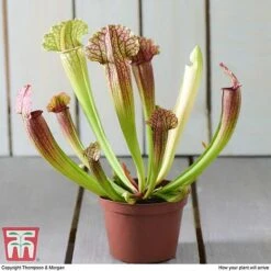 Sarracenia Leucophylla -Garden Plants Shop SARR TKA2938 E
