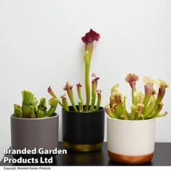 Sarracenia (Pitcher Plant) Mix 9 Sarracenia (Pitcher Plant) Mix -Garden Plants Shop SARR MIXD T48851