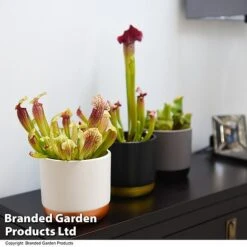 Sarracenia (Pitcher Plant) Mix 10 Sarracenia (Pitcher Plant) Mix -Garden Plants Shop SARR MIXD T48853