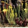 Sarracenia (Pitcher Plant) Mix 1 Sarracenia (Pitcher Plant) Mix -Garden Plants Shop SARR NEWHYBMIX H26090
