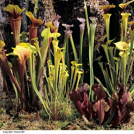 Sarracenia (Pitcher Plant) Mix 3 Sarracenia (Pitcher Plant) Mix