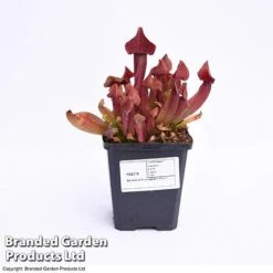 Sarracenia Purpurea 9 Sarracenia Purpurea -Garden Plants Shop SARR PURPUR9CM T41631