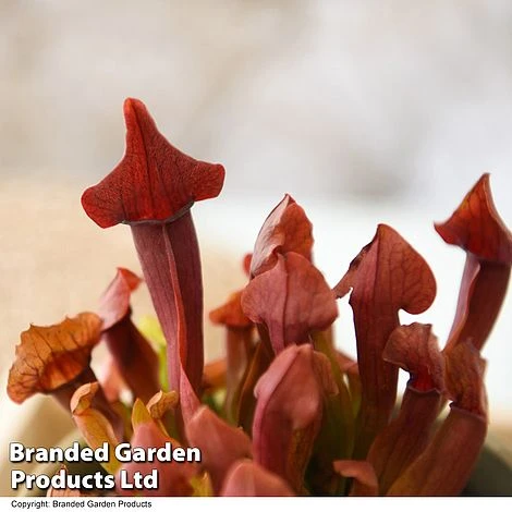 Sarracenia (Pitcher Plant) Mix 4 Sarracenia (Pitcher Plant) Mix - Image 2