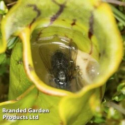 Sarracenia Purpurea 8 Sarracenia Purpurea -Garden Plants Shop SARR PURPUREA W38122