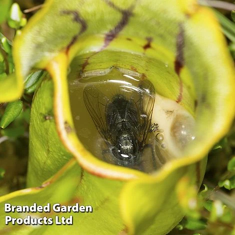 Sarracenia (Pitcher Plant) Mix 7 Sarracenia (Pitcher Plant) Mix - Image 5
