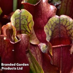 Sarracenia Purpurea Subsp. Venosa -Garden Plants Shop SARR VENOSA W46836