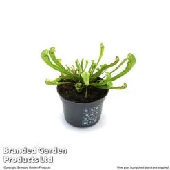 Sarracenia 'Wrigleyana' -Garden Plants Shop SARR WRIGLE9CM T47998