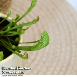 Sarracenia 'Wrigleyana' -Garden Plants Shop SARR WRIGLEYAN T48000