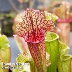 Sarracenia 'Wrigleyana' -Garden Plants Shop SARR WRIGLEYAN W45412