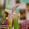 Sarracenia 'Wrigleyana' 1 Sarracenia 'Wrigleyana' -Garden Plants Shop SARR WRIGLEYAN W45413