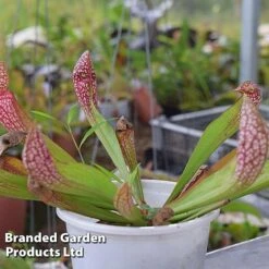 Sarracenia 'Wrigleyana' -Garden Plants Shop SARR WRIGLEYAN W45414