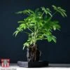 Schefflera Plant On Lava Rock In A Tray (Lova Plant) -Garden Plants Shop SCH WKB4656 A