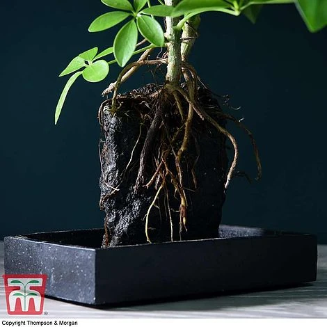 Schefflera Plant On Lava Rock In A Tray (Lova Plant) 4 Schefflera Plant On Lava Rock In A Tray (Lova Plant) - Image 2