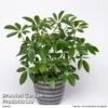Schefflera Arboricola -Garden Plants Shop SCHE ARBOR10CM S50449