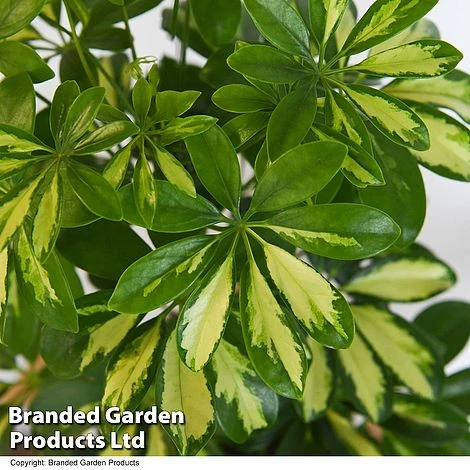 Schefflera Arboricola 'Charlotte' 4 Schefflera Arboricola 'Charlotte' - Image 2