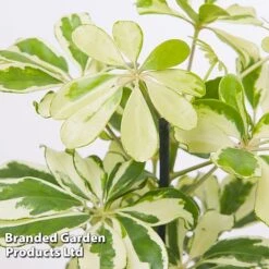 Schefflera Arboricola 'Charlotte' 9 Schefflera Arboricola 'Charlotte' -Garden Plants Shop SCHE CHARLOTTE W48796