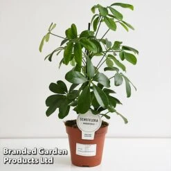 Schefflera Arboricola 'Nora' -Garden Plants Shop SCHE NORA13CM T44733