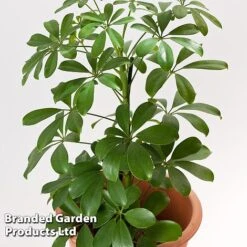 Schefflera Arboricola 'Nora' -Garden Plants Shop SCHE NORA13CM WKF1180