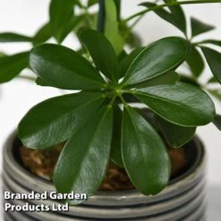 Schefflera Arboricola 'Nora' -Garden Plants Shop SCHE NORA T44736