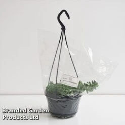 Sedum Morganianum 'Burrito' -Garden Plants Shop SEDU BURRI14CM T44717