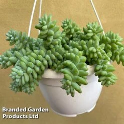 Sedum Morganianum 'Burrito' -Garden Plants Shop SEDU BURRI14CM WKF1181