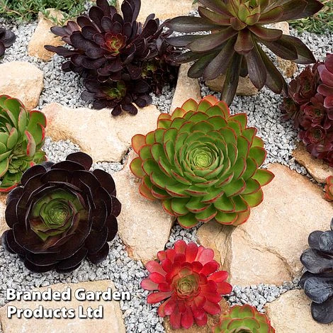 Semponium Collection 4 Semponium Collection - Image 2