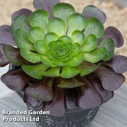 Semponium Collection 9 Semponium Collection -Garden Plants Shop SEMP DESTINY S443632