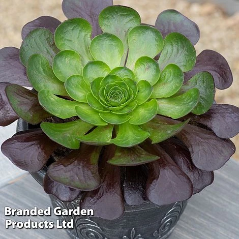 Semponium Collection 5 Semponium Collection - Image 3