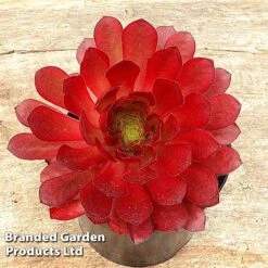 Semponium Collection 11 Semponium Collection -Garden Plants Shop SEMP SIENNA H439611