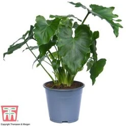 Philodendron 'Shangri La' 9 Philodendron 'Shangri La' -Garden Plants Shop SHAN 26766 A1