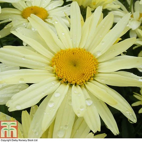 Shasta Daisy 'Banana Cream' 3 Shasta Daisy 'Banana Cream'
